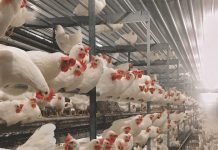 Calcium Tetany in Closed House Broiler Breeder Hens in Battery Cages