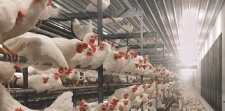 Calcium Tetany in Closed House Broiler Breeder Hens in Battery Cages