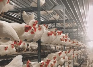 Calcium Tetany in Closed House Broiler Breeder Hens in Battery Cages