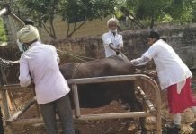 Artificial Insemination for better milk production in UP