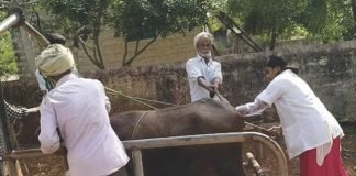 Artificial Insemination for better milk production in UP