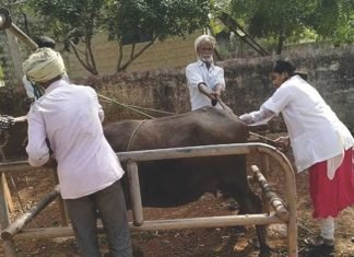 Artificial Insemination for better milk production in UP