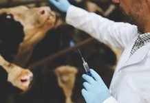 Market demands limiting antibiotics in dairy animals