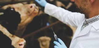 Market demands limiting antibiotics in dairy animals