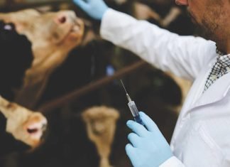 Market demands limiting antibiotics in dairy animals