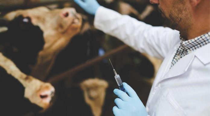 Market demands limiting antibiotics in dairy animals