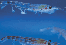 Fish-feed industry turns to krill, with unknown effects on the Antarctic ecosystem