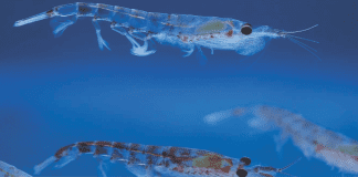 Fish-feed industry turns to krill, with unknown effects on the Antarctic ecosystem