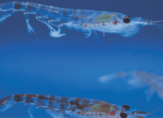 Fish-feed industry turns to krill, with unknown effects on the Antarctic ecosystem