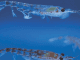 Fish-feed industry turns to krill, with unknown effects on the Antarctic ecosystem