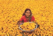 Non-GM Indian corn demand in global market