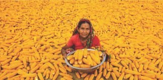 Non-GM Indian corn demand in global market