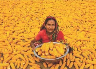 Non-GM Indian corn demand in global market
