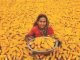 Non-GM Indian corn demand in global market