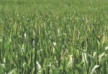 Maize cultivation is on agenda as the Kerala government plans to control fodder prices