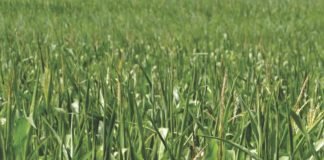 Maize cultivation is on agenda as the Kerala government plans to control fodder prices