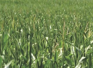 Maize cultivation is on agenda as the Kerala government plans to control fodder prices