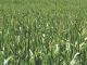 Maize cultivation is on agenda as the Kerala government plans to control fodder prices