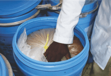 Mango pulp & poultry feed