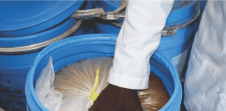 Mango pulp & poultry feed