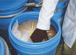 Mango pulp & poultry feed