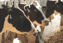 Process Optimization in Cattle feed