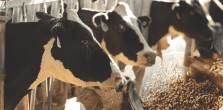 Process Optimization in Cattle feed