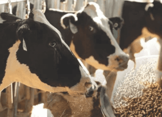 Process Optimization in Cattle feed