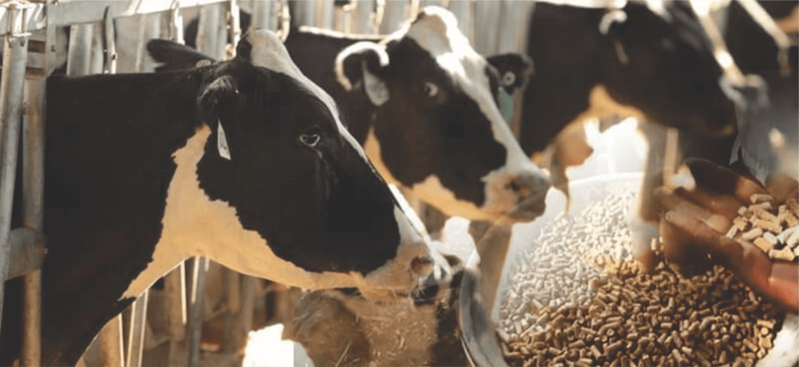 Policosanol (Triacontanol) manufacturer Policosanol (Triacontanol) manufacturer