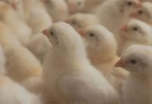 Hester Biosciences acquires technology from ICAR-NIHSAD to develop inactivated influenza vaccine for poultry