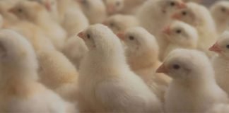 Hester Biosciences acquires technology from ICAR-NIHSAD to develop inactivated influenza vaccine for poultry