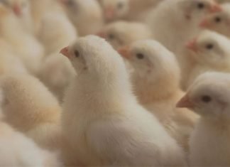Hester Biosciences acquires technology from ICAR-NIHSAD to develop inactivated influenza vaccine for poultry