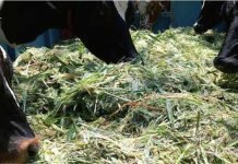 Government schemes to curb fodder deficit in India