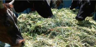 Government schemes to curb fodder deficit in India