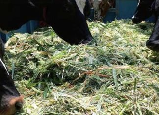 Government schemes to curb fodder deficit in India