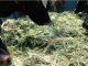 Government schemes to curb fodder deficit in India