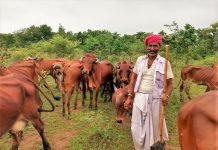 Kerala Takes Steps to Decrease Prices of Cattle Feed & Increase Its Availability to Dairy Farmers
