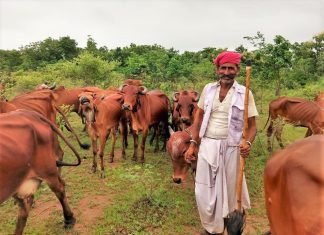 Kerala Takes Steps to Decrease Prices of Cattle Feed & Increase Its Availability to Dairy Farmers
