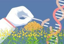 Spotlight on the use of GM Crops in India: A subject stuck in a continuous debate among various stakeholders