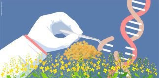 Spotlight on the use of GM Crops in India: A subject stuck in a continuous debate among various stakeholders