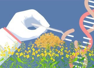 Spotlight on the use of GM Crops in India: A subject stuck in a continuous debate among various stakeholders