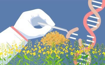 Spotlight on the use of GM Crops in India: A subject stuck in a continuous debate among various stakeholders