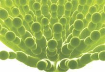 Mycotoxin mitigation for conventional and unconventional feed ingredients