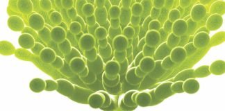 Mycotoxin mitigation for conventional and unconventional feed ingredients