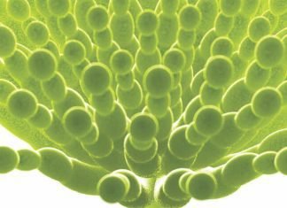Mycotoxin mitigation for conventional and unconventional feed ingredients