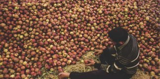 Research suggests usage of apple waste for chicken gut health