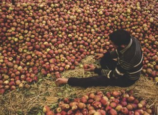 Research suggests usage of apple waste for chicken gut health