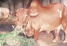 Fodder inflation rises to 27.66% in November
