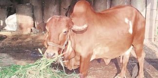 Fodder inflation rises to 27.66% in November