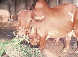 Fodder inflation rises to 27.66% in November